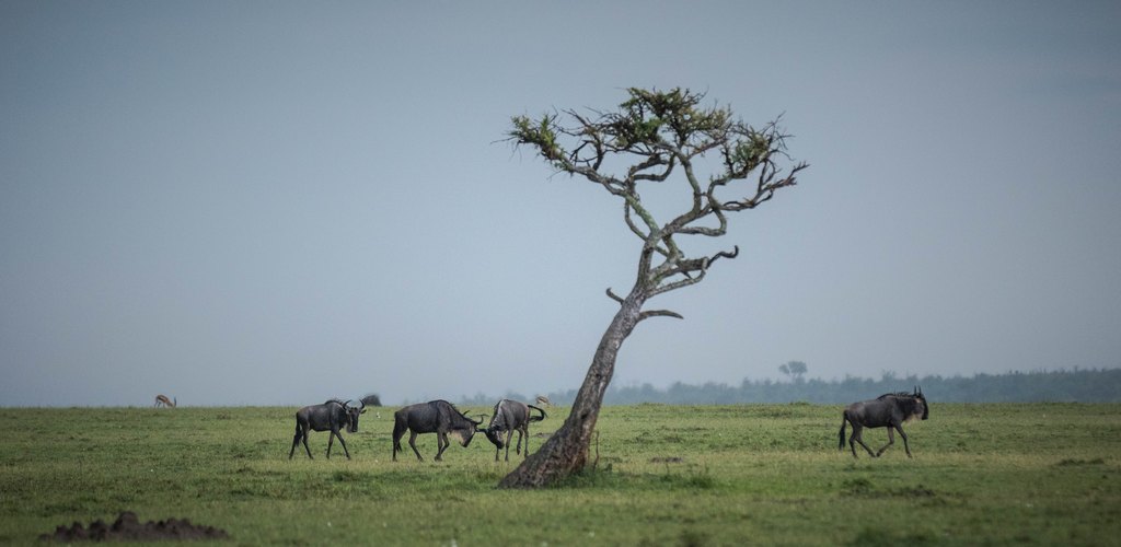 Acacia and wildebeest on the Maasai Mara savanna