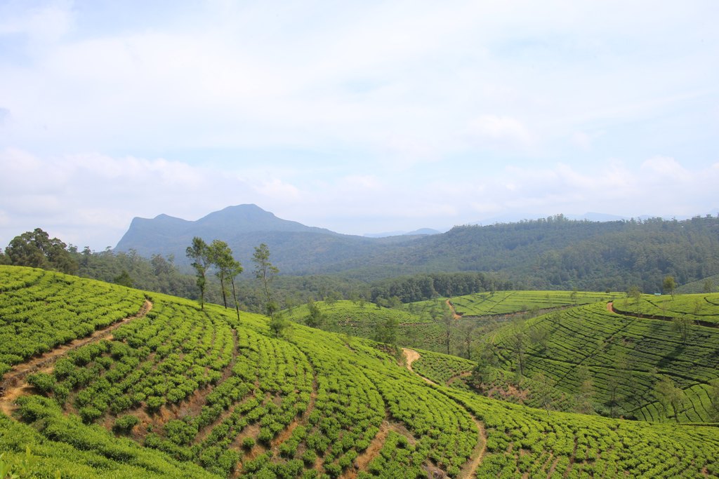 Plantaciones de té en Nuwara Eliya