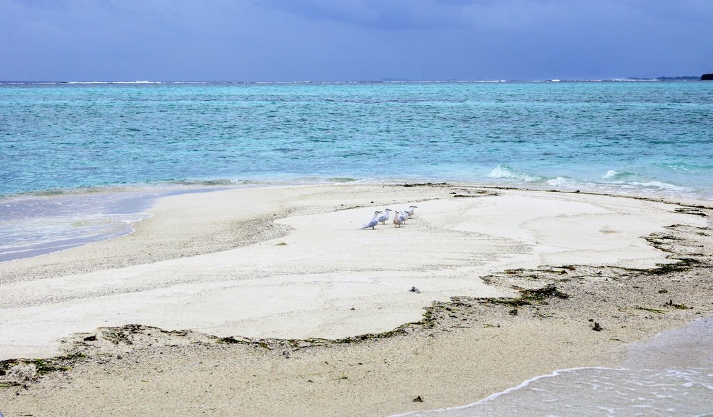 Playa de arena blanca y laguna turquesa en las Maldivas
