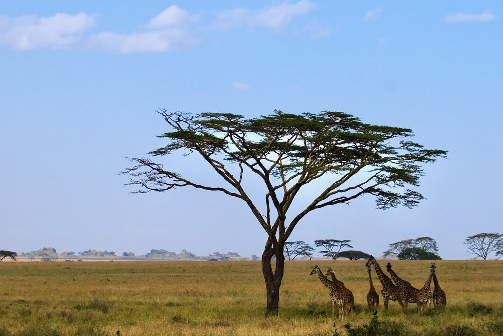 Acacia tree and giraffes on the Serengeti savanna